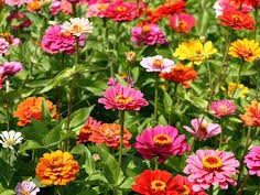 Droxford Village Community Summer Show 2025