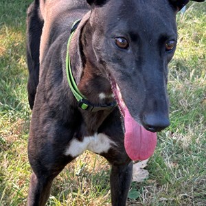Belinda - visit her page for more information.