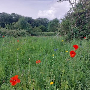 BMAT Walk Meadow