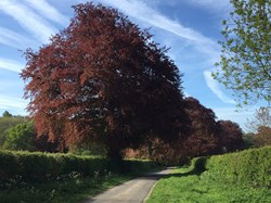 Bramdean & Hinton Ampner Parish Council Home
