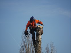 Collingham White Poplar Felled at Village Centre