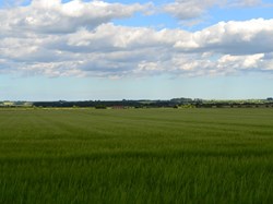 Scampton Cliff