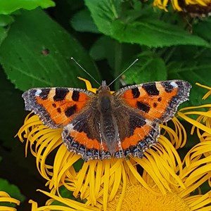 DEC  4th SMALL TORTOISESHELL   (by LT)  Did you know, there are 2 or 3 generations of this butterfly per year? In autumn they hibernate in buildings, reappearing in spring.