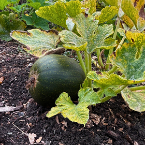 Allotment 33