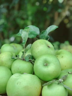BISHOP MONKTON TODAY Home
