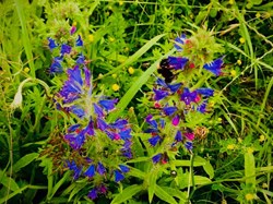 Sustainable Bourne Valley Hirst Meadow