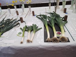 Sutton Valence Gardeners Association The Annual Shows