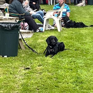 Whixall Social Centre Whixall Companion Dog Show 2024