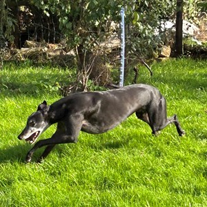 Greyhound Trust Shropshire & Borders Lenny