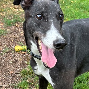 Gizmo - visit his page for more information.