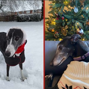 Greyhound Trust Shropshire & Borders 2026 Calendar for sale!