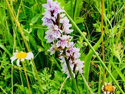 Sustainable Bourne Valley Hirst Meadow