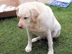 Mytchett Bowls Club Gallery New Shed
