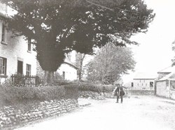 Mole catcher in Beaumont