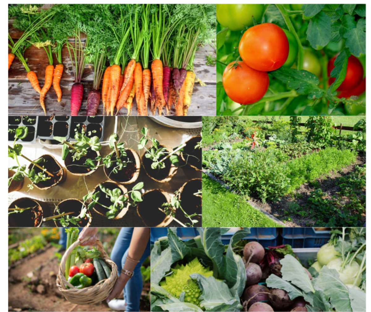 Carharrack Parish Council Allotments