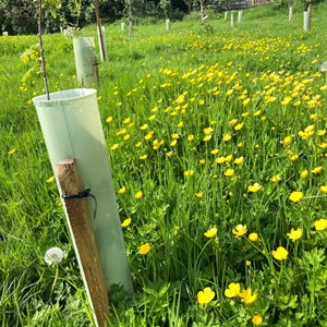 Asenby Parish Council The Community Park