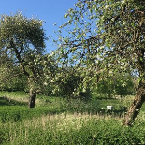 Apple Garden Blossom