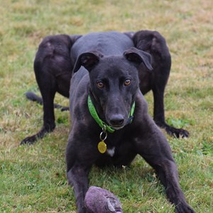Greyhound Trust Shropshire & Borders Freddie