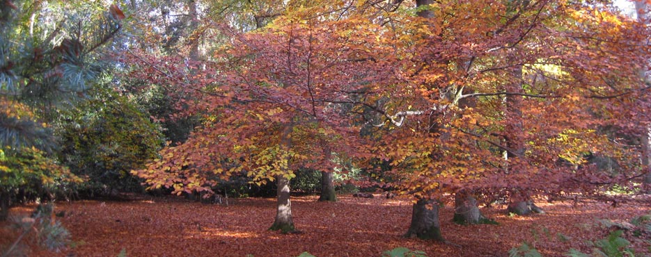 Ampfield Chapel Wood