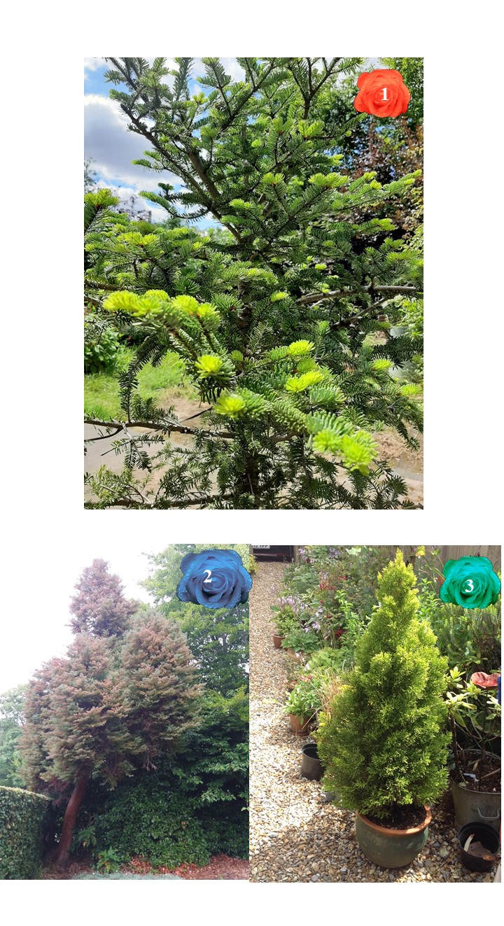 West Meon Garden Club GARDEN GREATS (TREE/SHRUB)
