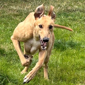 Greyhound Trust Shropshire & Borders Eli