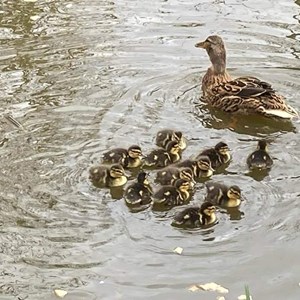 New ducklings on the pond