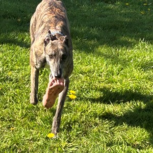 Greyhound Trust Shropshire & Borders Lucy