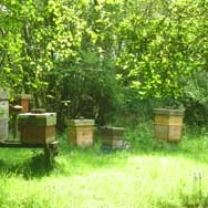 Beehives in S Johns Copse