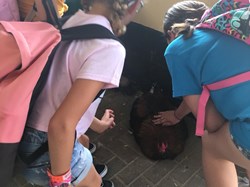 Children stroking goat at Rare Breeds Centre