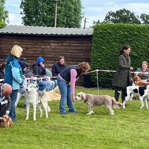 Whixall Social Centre Whixall Companion Dog Show 2024