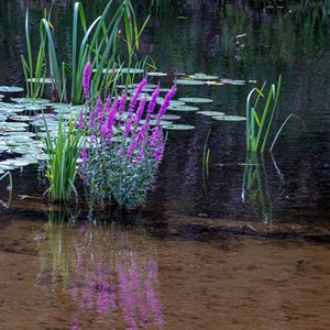 Reflections