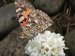 The Painted Lady