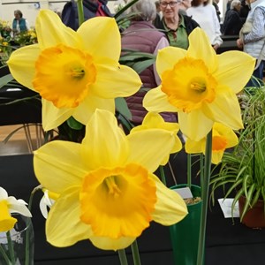 Mannings Heath & District Horticultural Society Photo Gallery