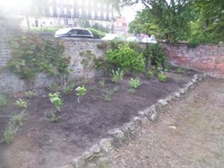 The new shrub border
