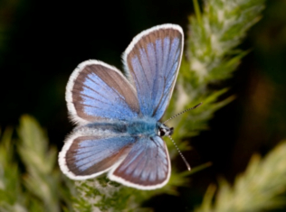 Silver studded blue (male)