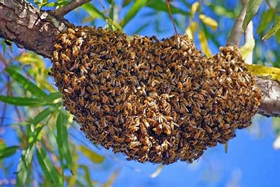 Honey Bee Swarm