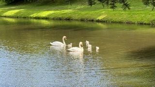 Swans at Fountains Abbey