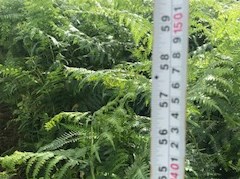 Clee St Margaret Countryside Stewardship Scheme 2025