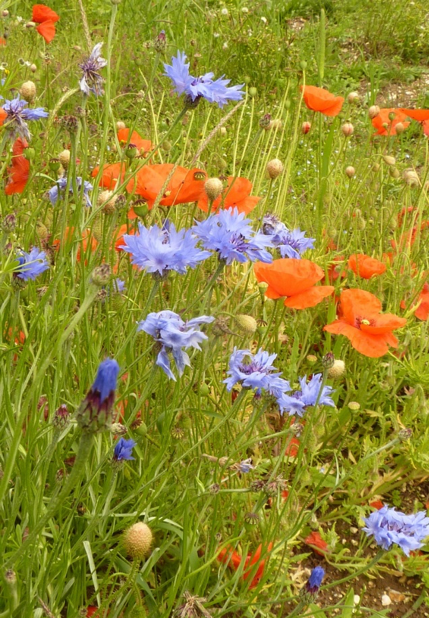 Berwick St James Parish Weeds or Wildflowers?