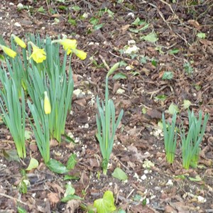 Wild daffodils at Long Break April 2018