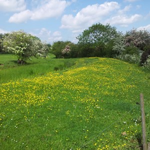 Minting Priory Field