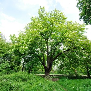 Shuttington and Alvecote Parish Council Alvecote