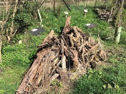 Sycamore Class Log Pile