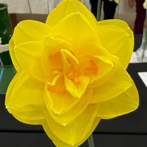 Mannings Heath & District Horticultural Society Photo Gallery