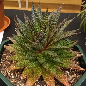 Mannings Heath & District Horticultural Society Photo Gallery