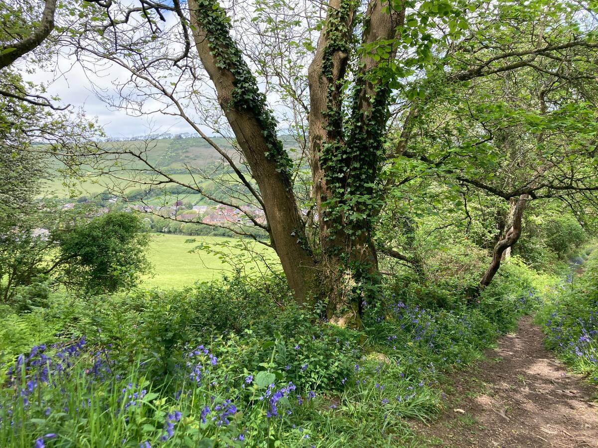 Chillerton and Gatcombe Parish Council Home