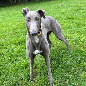 Greyhound Trust Shropshire & Borders Holly