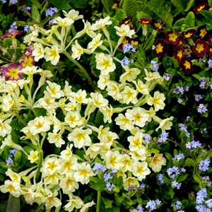 04. Spring blooms