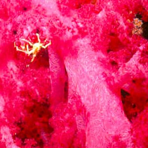 07. Sea Spider