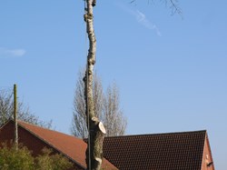 Collingham White Poplar Felled at Village Centre